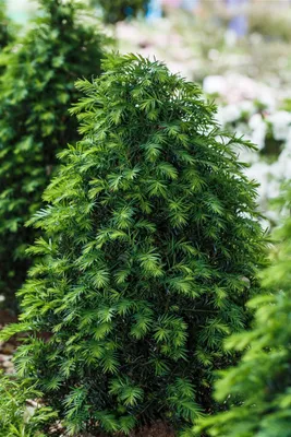 Produktbild von Taxus baccata 'Höpken's Gigant', Eibe, 40–50 cm