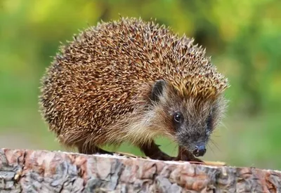 Produktbild von 3 D Ansichtskarte Igel, Postkarte Wackelkarte Hologrammkarte Tiere Tier