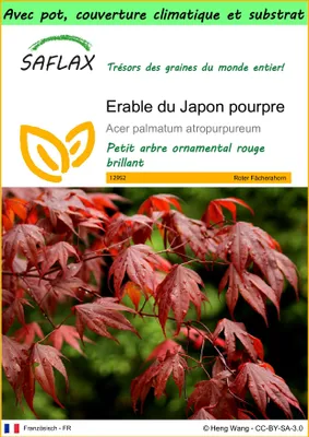 Image de SAFLAX Garden to go - Erable du Japon pourpre - 20 graines - Acer