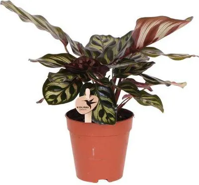 Zdjęcie produktu dla Calathea Makoyana – maranta pawia, roślina doniczkowa, średnica 9 cm, egzotyczna i zwarta