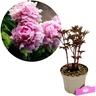 Obrázok produktu pre Paeonia lactiflora 'Sarah Bernhardt' - Pivonka - výška 40 cm - 2 l kvetináč