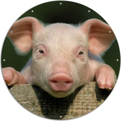 Produktbild von Wallario rundes Outdoor-Poster für Garten oder Balkon, Motiv Süßes Ferkel auf dem Bauernhof in Nahaufnahme, 120 cm Durchmesser