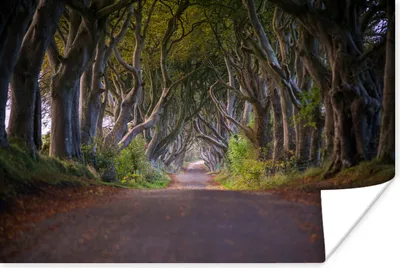 Produktbild von MuchoWow® Poster Naturtunnel in Irland 30x20 cm - Plakate - Print
