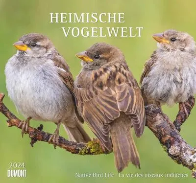Produktbild von Heimische Vogelwelt 2024 - DUMONT Wandkalender - mit den wichtigsten Feiertagen - Format 38,0 x 35,5 cm