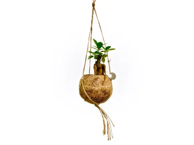 Obrázok produktu pre Kokodama Ficus microcarpa Ženšen (S)