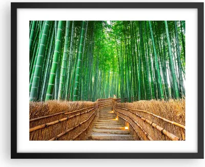 Produktbild von Gerahmtes Poster - Schwarzer Rahmen - Bambus Pflanze - 50x40 cm - Wand Bild - Wanddeko - Wandbilder - Kunstposter - Wandposter - Bilderrahmen - Bilder - Kunstdruck - Wandbild - P2BAA50x40-3979