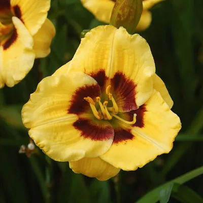 Immagine prodotto di Hemerocallis Liliowiec Ogrodowy Janson Salter 1 pz. Liliowce piantine