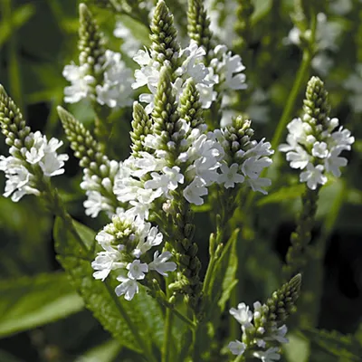 Produktbild von 6 x Eisenkraut - Verbena hastata 'White Spires' | Topf 9x9 cm