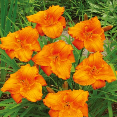 Obrázok produktu pre Hemerocallis Záhradný šeřík My Reggae Tiger 1 ks