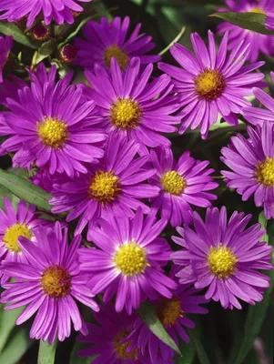 Produktbild von Aster dumosus 'Herbstgruß v.Bresserhof', Herbstaster, violett, ca. 9x9 cm Topf
