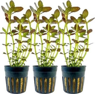 Produktbild von Aquarium Pflanze 3 Stück Bacopa salzmannii purple Wasserpflanzen AquaOne Nr.343B