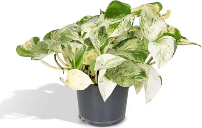 Zdjęcie produktu dla Meergroothandel Epipremnum Happy Leaf (Scindapsus) - 15 cm, Ø12 cm