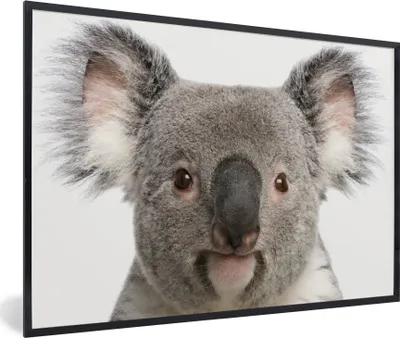 Produktbild von MuchoWow® Gerahmtes Poster Koala - Koala Bär - Mädchen - Jungen - Tiere 90x60 cm - Poster mit Schwarzem Bilderrahmen Wandposter Rahmen Foto Bilder - Fotorahmen - Foto-Plakat