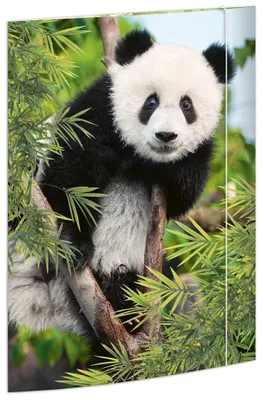 Image de RNK 45376 Classeur à tiroirs en caoutchouc - A3, Panda