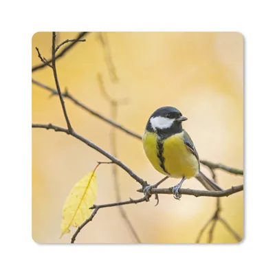 Produktbild von MuchoWow® Mauspad Mousepad Kohlmeise - Zweig - Vogel - Tiere 20x20 cm - Mousepads - Maus Mat - Pad - Mausunterlage - Desk Mat - Bureauartikeln