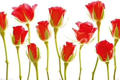 Image de Fleurs - Poster - Onze roses + 1 Ü-Poster 61x91,5cm
