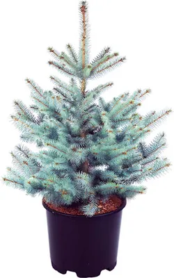 Produktbild von Stech-Fichte ´BLUE DIAMOND®´ 20-30 cm, Cont. 2,5 l