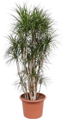 Produktbild von Dračí strom - Dracaena marginata - 220cm - ø40cm
