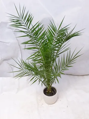 Produktbild von [Palmenlager] - Phoenix canariensis -kanarische Dattelpalme - 170 cm - Indoor + Outdoor