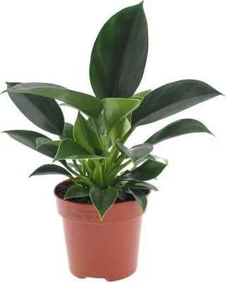 Immagine prodotto di Philodendron Green Princess - Ø12cm - Ø25cm - Pianta da appartamento di facile