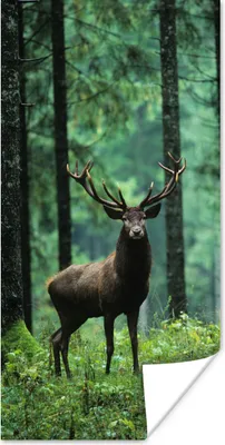 Produktbild von MuchoWow® Poster Hirsche - Wald - Bäume - Tiere - Natur 20x40 cm - Plakat - Foto