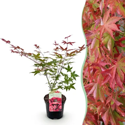 Produktbild von GreenboutiQ - Balkonpflanze - Japanischer Ahorn - Acer palmatum Beni Maiko - Rot - 1 Pflanze - Laubabwerfend - Topf 19cm Höhe 70cm