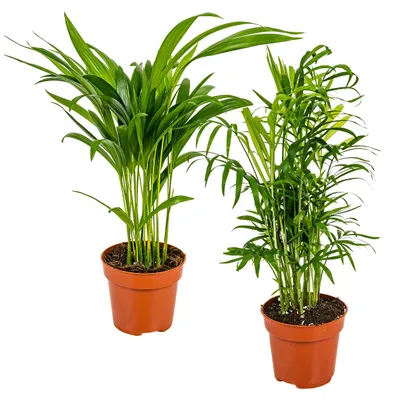 Produktbild von Bloomique - 2er-Set - Dypsis & Chamaedorea - Palme - Zimmerpflanzen - Luftreinigend - Tierfreundlich - 30-40 cm Hoch - Topf 12 cm