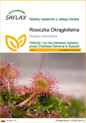 Zdjęcie produktu dla SAFLAX - Rosiczka Okrągłolistna - 50 Nasiona - Drosera rotundifolia