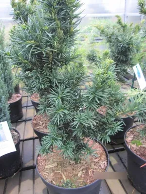Produktbild von Taxus baccata Cristata - Zwergeibe Cristata - Nadelgehölz 30-40