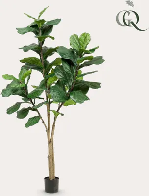 Produktbild von Künstliche Pflanze - Ficus Lyrata - Tabakpflanze