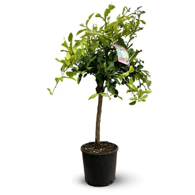 Image de Combava - agrume méditerranéen - arbre fruitier - ↕ 110-120 cm - ⌀ 24 cm