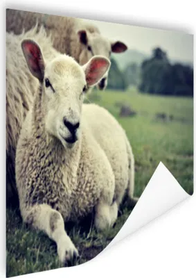 Produktbild von MuchoWow® Poster Schaf - Lamm - Gras 120x90 cm - Wandbild