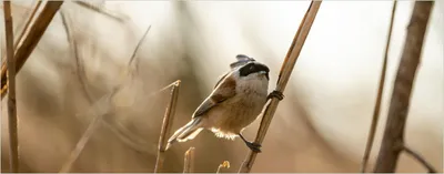 Produktbild von Wallario Poster - Vogel im Schilf, Kunstdruck Größe: 50 x 125 cm