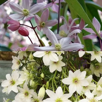 Produktbild von 2 x Immergrüne Clematis Kletterpflanzen: Clematis Apple Blossom & Clematis Early Sensation - Weiß, Mehrjährig & Immergrün | 2 x 1,5 Liter Töpfe