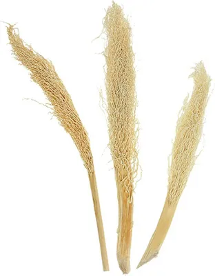 Produktbild von Dekorative Khejur Dattelpalmblätter für exotische Floristik, 50 Stück
