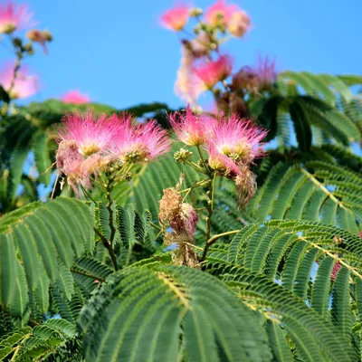 Produktbild von Albizia julibissin – Persischer Seidenbaum, Höhe 60–80 cm, 2-Liter-Topf