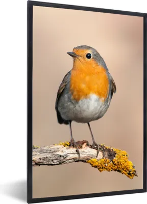 Produktbild von MuchoWow® Gerahmtes Poster Rotkehlchen - Vogel - Zweig - Tiere 20x30 cm - Poster mit Schwarzem Bilderrahmen Wandposter Rahmen Foto Bilder - Drucken - Bilder Poster im Rahmen