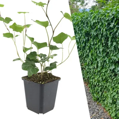 Produktbild von 12 Stück Hedera Hibernica, Kletterpflanze, Ø 9 cm