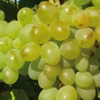 Produktbild von Weinrebe A 1704 kernlos, Tafelobst, frost- & krankheitsresistent, 2L