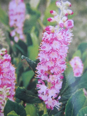 Produktbild von Clethra alnifolia Ruby Spice - Silberkerzenstrauch Ruby Spice