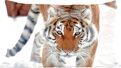 Produktbild von MuchoWow® Zierkissen Sofakissen Wohnzimmer Dekokissen 50x30 cm Tiger - Schnee - Tiere - Wohnzimmerdekoration - Polster mit Photo