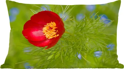 Produktbild von MuchoWow® Zierkissen Sofakissen Wohnzimmer Dekokissen 50x30 cm Die rote Pfingstrose mit grünem Hintergrund - Wohnzimmerdekoration - Polster mit Photo