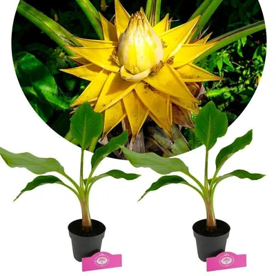 Obrázok produktu pre Sada 2 čínskych lotosových banánov - Musella lasiocarpa - výška 40 cm - 12 cm kvetináč