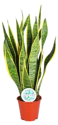 Zdjęcie produktu dla Sansevieria trifasciata Laurentii - 40-50cm - Ø14cm - Roślina doniczkowa - Zimozielony - Kaktusy i sukulenty