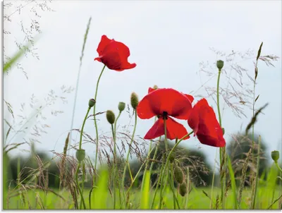 Produktbild von ARTland Glasbild Mohnblumen I Größe: 60x45 cm
