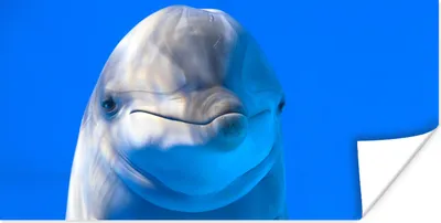 Produktbild von MuchoWow® Poster Delfin in einem Aquarium 150x75 cm - ohne Rahmen