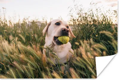 Produktbild von MuchoWow® Poster Labrador Retriever spielt mit einem Tennisball im Gras 180x120 cm - Fotoplakat