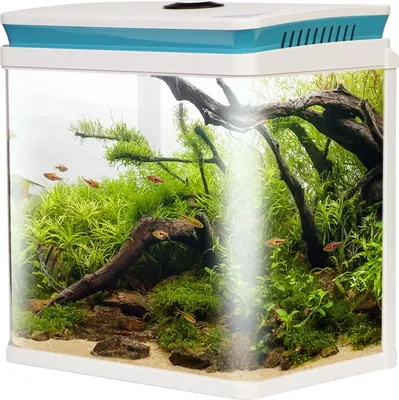 A small, modern aquarium filled with lush green plants and several small fish.