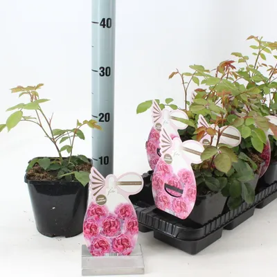 Produktbild von Rosa (PA) 'Princesse Claire of Belgium'  ® - Rose | 10-15 cm im topf