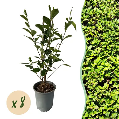 Image de Green boutiQ - Plantes de haie - Ligustrum ovalifolium - feuillage vert - 8 plants - 1 mètre linéaire - à feuillage persistant - pot de 9 cm, hauteur 35-40 cm